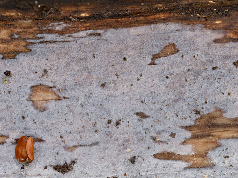 Exidiopsis effusa